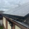 Bird protection